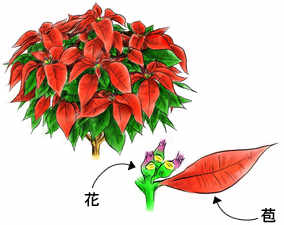 Howto情報 ポインセチアの育て方 ホームセンター