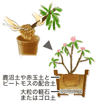 鉢植え