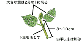 挿し木について