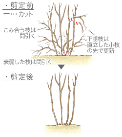 ブルーベリーの育て方 Howto情報