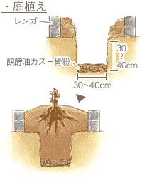 庭植え