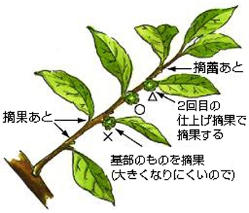 カキの育て方 Howto情報