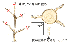 整枝・剪定