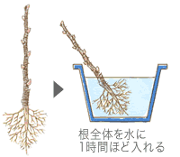 根全体を水に1時間ほど入れる