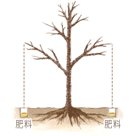 サクラの育て方 Howto情報