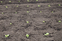 白菜の育て方 Howto情報