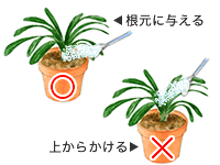 クンシラン 君子蘭 の育て方 Howto情報