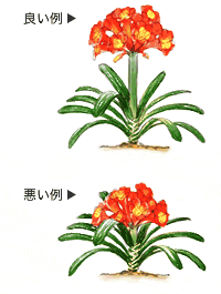 花芽が伸びた例、伸びなかった例