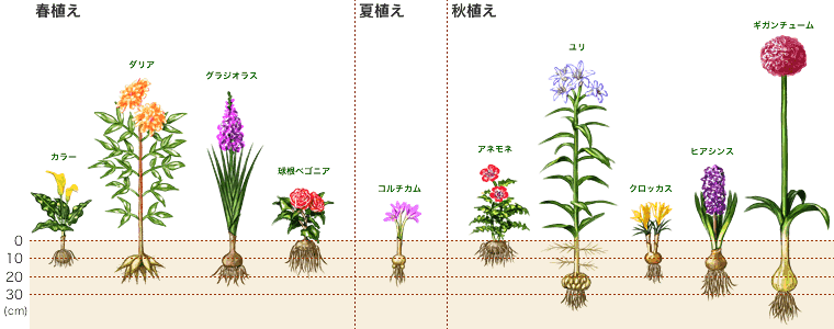 植え付けの深さ