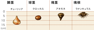 球根の基礎知識 Howto情報