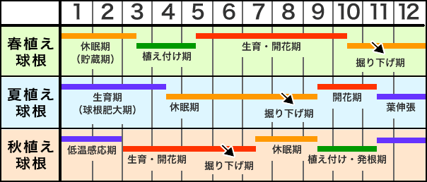 球根の基礎知識 Howto情報