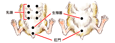 オスとメスの見分け方