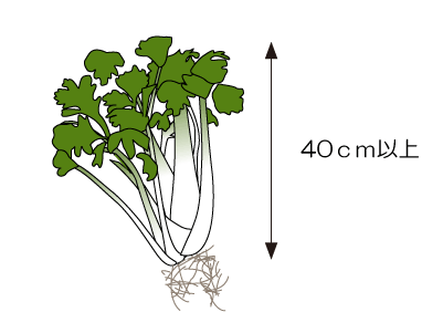 Howto情報 セロリの育て方 ホームセンター