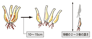 Howto情報 エシャレット 生食用 の育て方 ホームセンター