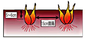 Howto情報 ワケギ 二十日ワケギ アサツキ作り方 ホームセンター