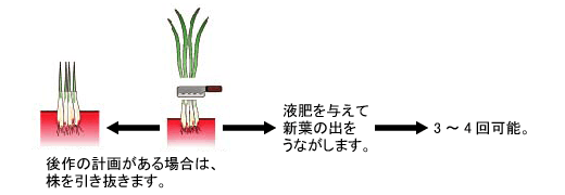Howto情報 ワケギ 二十日ワケギ アサツキ作り方 ホームセンター