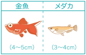 Howto情報 金魚の飼い方 ホームセンター