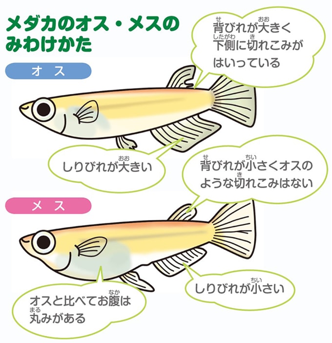 お腹 パンパン メダカ 我が家のメダカが卵詰まり！？ 過抱卵病とその対処について