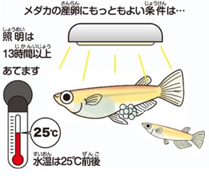 メダカの飼い方