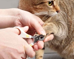 howto情報｜猫ちゃんの体を拭いてあげよう｜ホームセンター