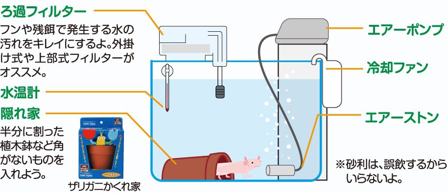 Howto情報 ウーパールーパー を飼おう ホームセンター