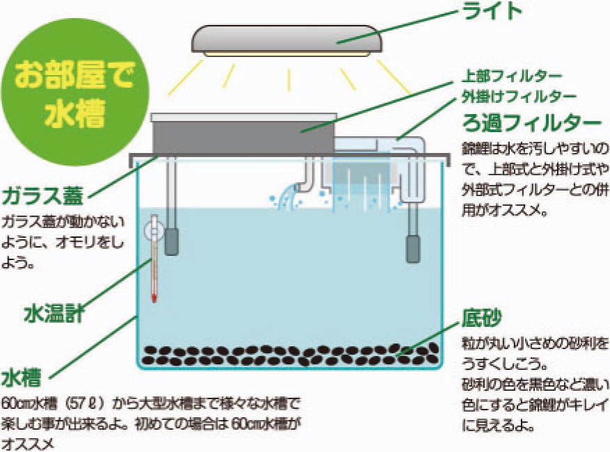 Howto情報 水槽 プラ池での錦鯉の飼い方 ホームセンター