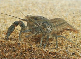 Howto情報 みんなの人気者 ザリガニ を飼おう ホームセンター