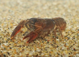 Howto情報 みんなの人気者 ザリガニ を飼おう ホームセンター