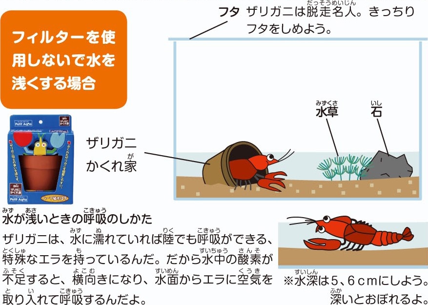 Howto情報 みんなの人気者 ザリガニ を飼おう ホームセンター