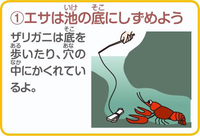 Howto情報 みんなの人気者 ザリガニ を飼おう ホームセンター