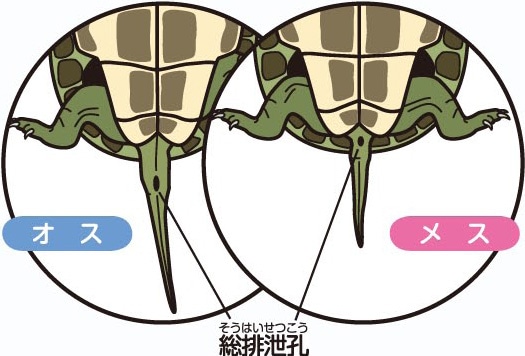 Howto情報 カメの飼い方 ホームセンター