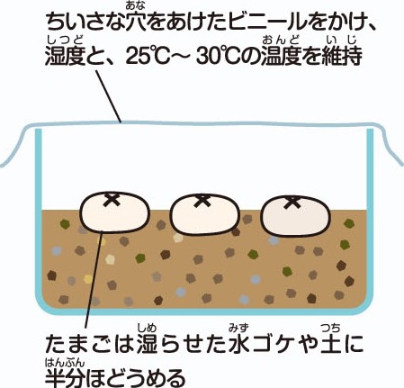 Howto情報 カメの飼い方 ホームセンター