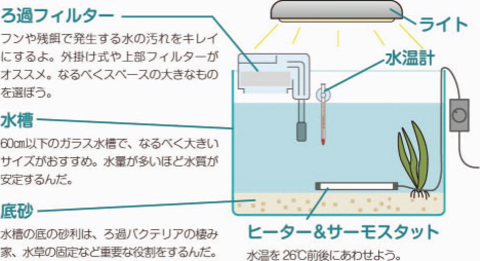 初めての熱帯魚飼育