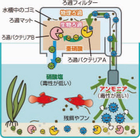 初めての熱帯魚飼育