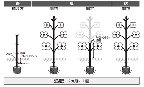 クレマチス 育て 方