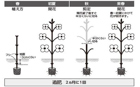 クレマチスの育て方 Howto情報 ホームセンター