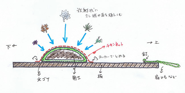 多肉植物の育て方 Howto情報