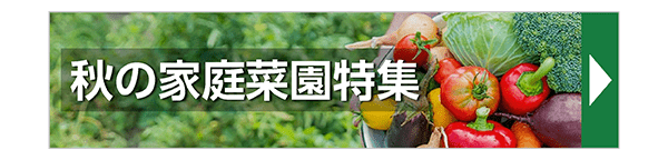 秋の家庭菜園