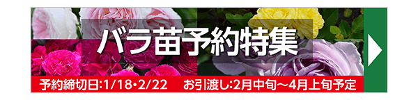 バラ苗予約特集