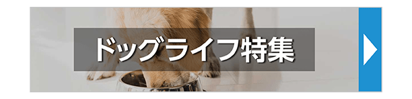ドッグライフ特集
