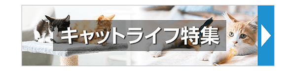 キャットライフ特集