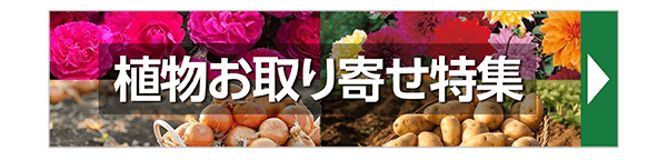 植物お取り寄せ特集
