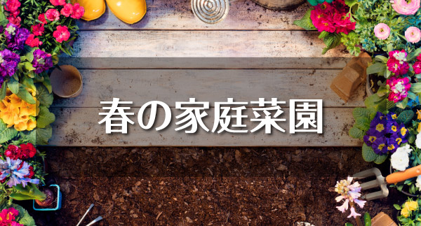 春の家庭菜園