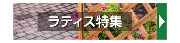ラティス特集