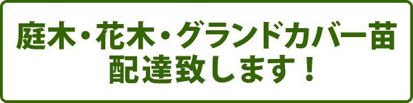 庭木・花木・グランドカバー苗配達いたします！