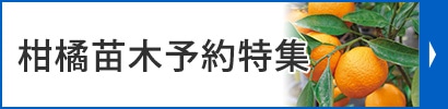 柑橘苗