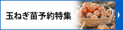 玉ねぎ苗予約特集