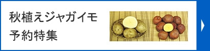 秋植えジャガイモ予約特集