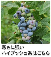 �n�C�u�b�V���n