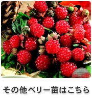 ���̑��x���[�c